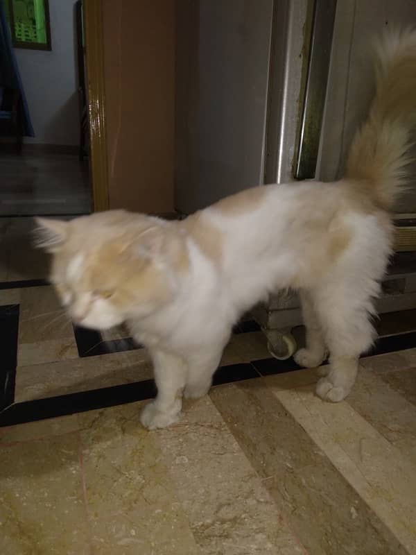 Male Persian Cat 7