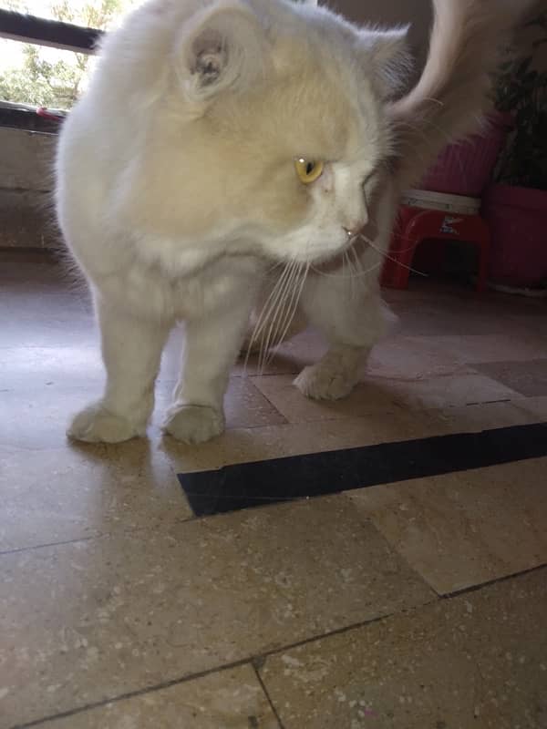 Male Persian Cat 9