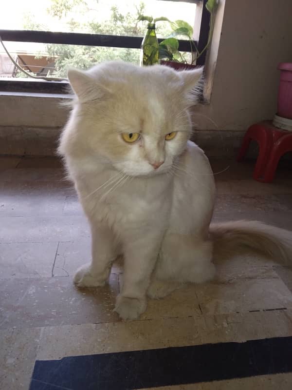 Male Persian Cat 10