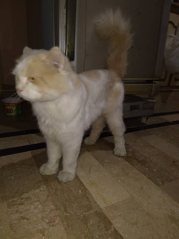 Male Persian Cat 11