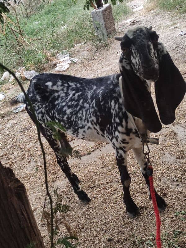 Bakri Ghabban 0