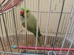 Ringneck Male Parrot | 3 Years Age | 0