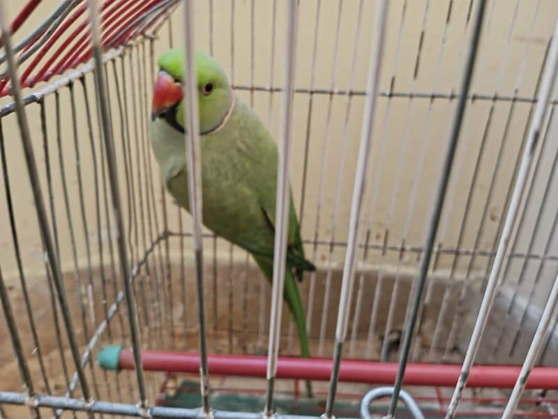 Ringneck Male Parrot | 3 Years Age | 0