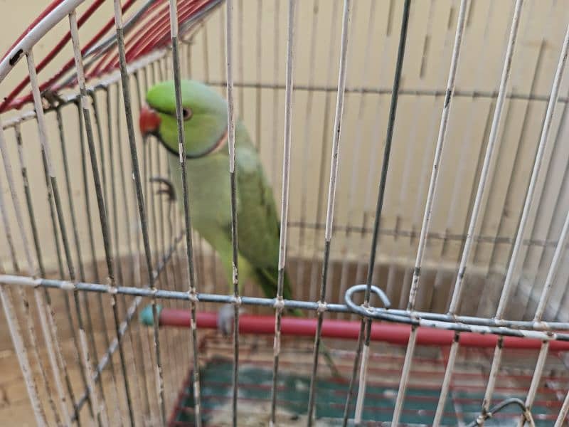 Ringneck Male Parrot | 3 Years Age | 1