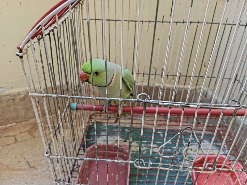 Ringneck Male Parrot | 3 Years Age | 2