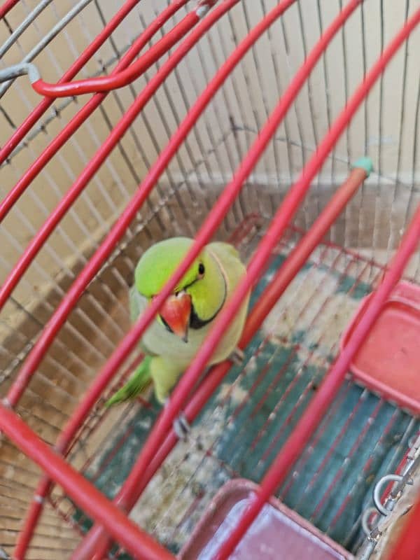 Ringneck Male Parrot | 3 Years Age | 4