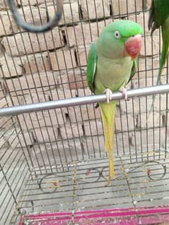 female raw parrot | breeder female | mature female raw parrot 0