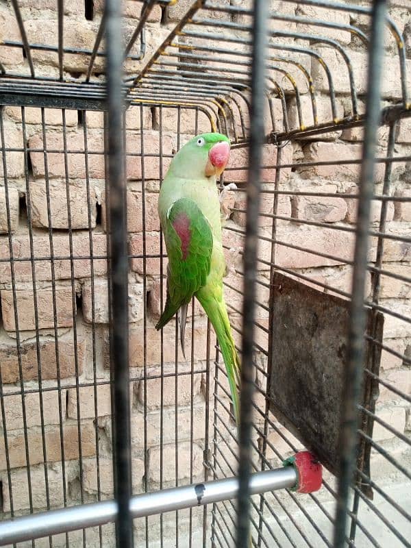 female raw parrot | breeder female | mature female raw parrot 1