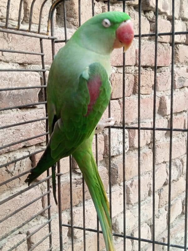 female raw parrot | breeder female | mature female raw parrot 2