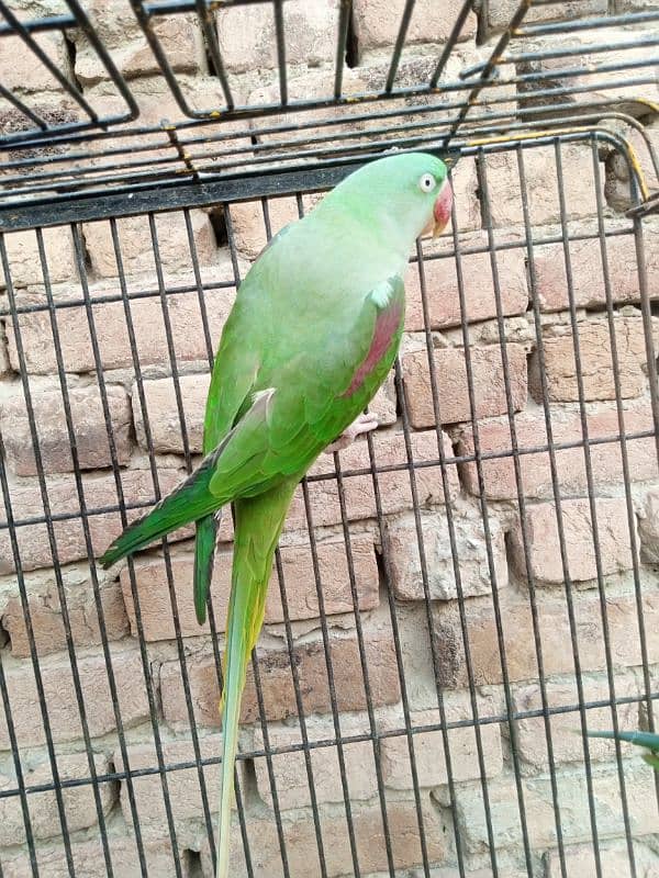 female raw parrot | breeder female | mature female raw parrot 3