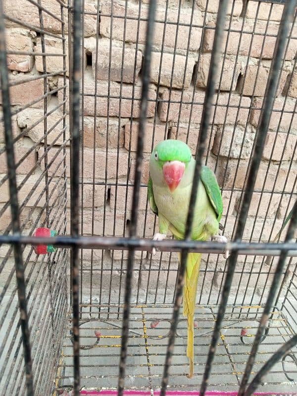 female raw parrot | breeder female | mature female raw parrot 4