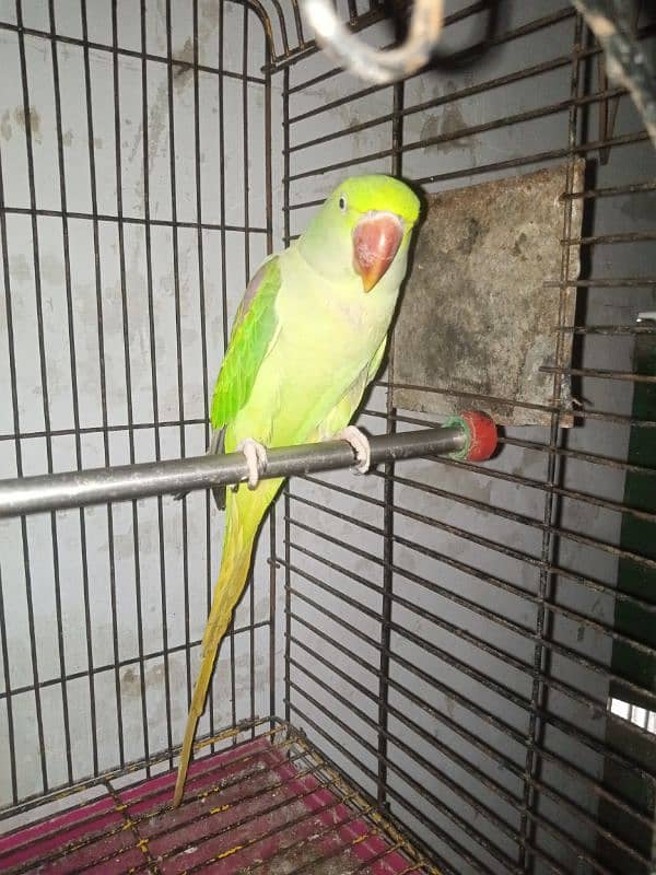 female raw parrot | breeder female | mature female raw parrot 5