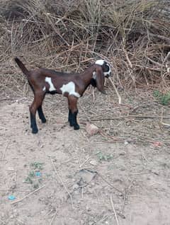 NAGRA BREED GOAT BABY