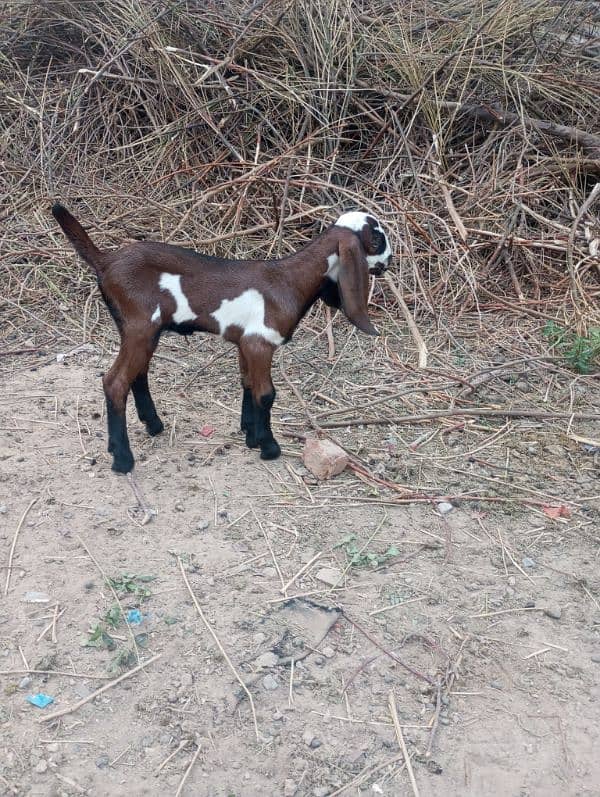 NAGRA BREED GOAT BABY 0