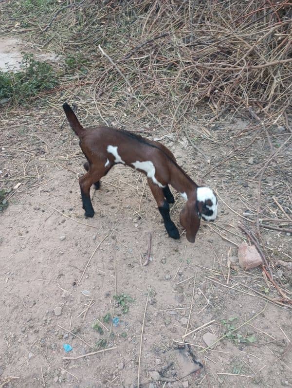 NAGRA BREED GOAT BABY 1