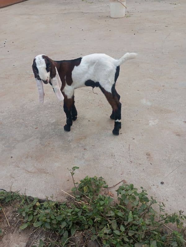 NAGRA BREED GOAT BABY 2