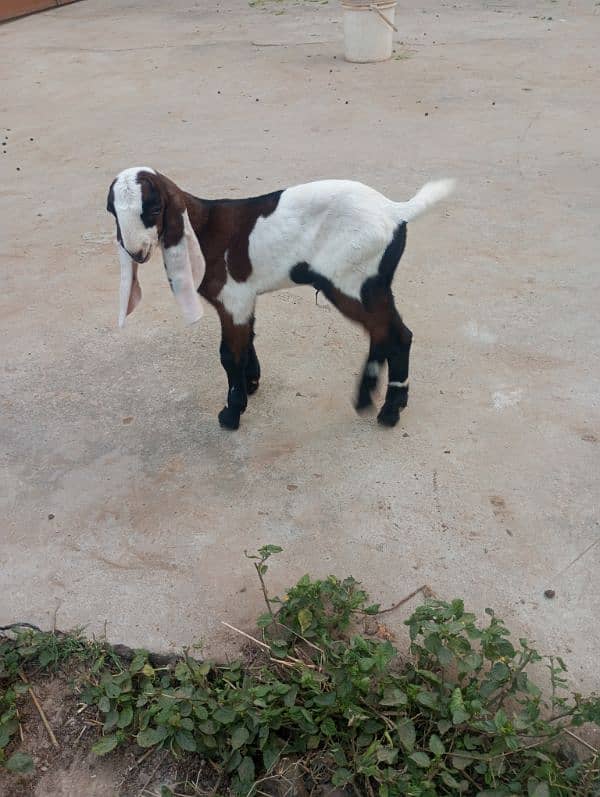 NAGRA BREED GOAT BABY 3