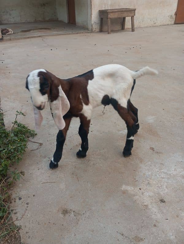 NAGRA BREED GOAT BABY 4