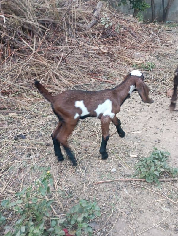 NAGRA BREED GOAT BABY 5