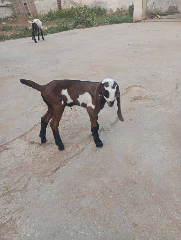 NAGRA BREED GOAT BABY 6