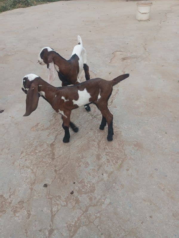 NAGRA BREED GOAT BABY 7