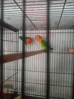 lovebird breeder fair and cheek