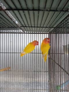 Latino pasnata red eyes breeder pair 0