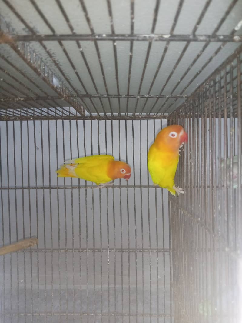 Latino pasnata red eyes breeder pair/green male 1