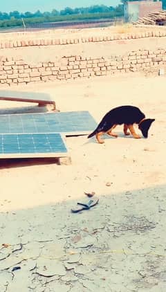 German shepherd pedigree long black hair puppy