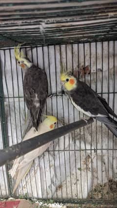 Cocktail Parrot for sale 0