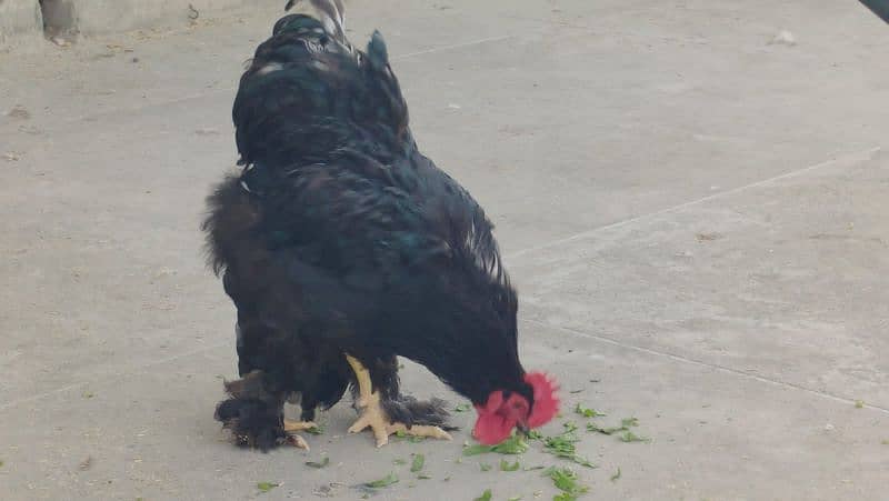 Black Heavy Breeder Male 0