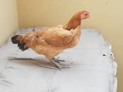 2 desi Pair female and golden misri Murga and 4 golden misri pathai