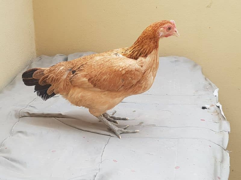 2 desi Pair female and golden misri Murga and 4 golden misri pathai 0