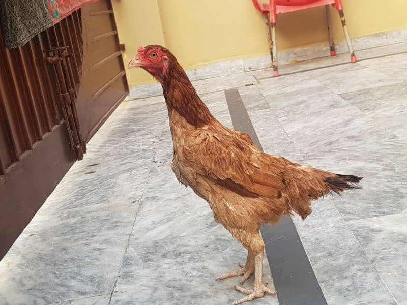 2 desi Pair female and golden misri Murga and 4 golden misri pathai 5