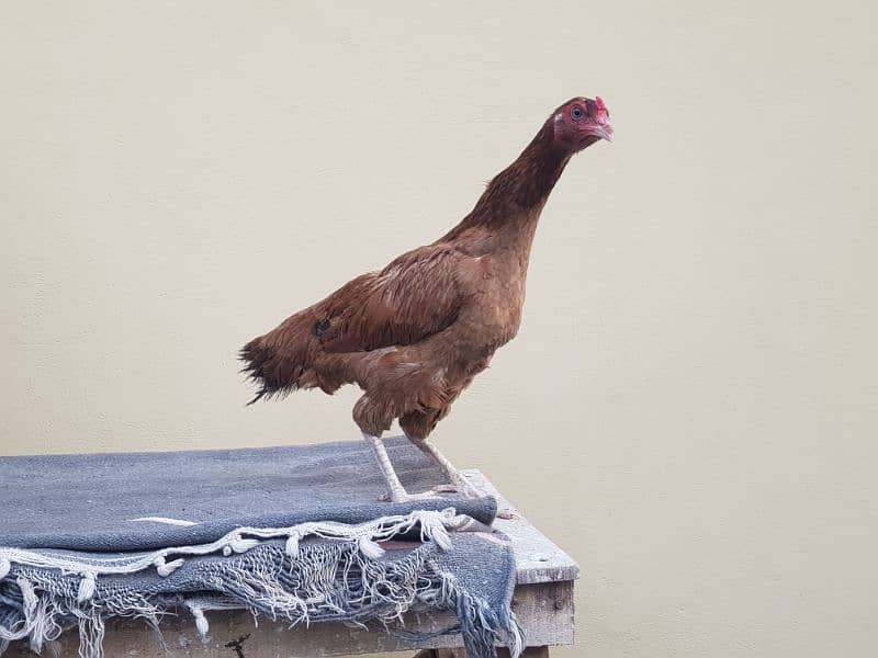 2 desi Pair female and golden misri Murga and 4 golden misri pathai 6