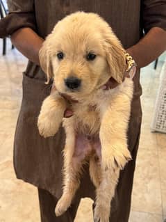 Golden Retriever Puppies