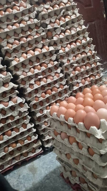 Lohman brown fresh eggs 3