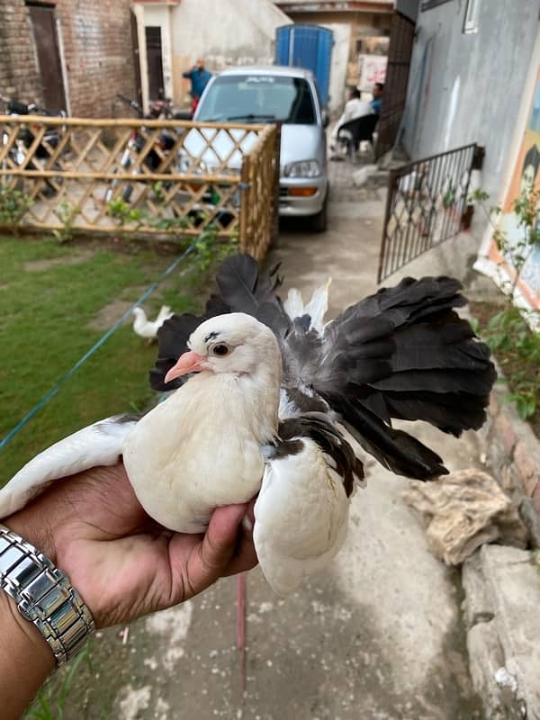 Breeder pair with One Chick 1