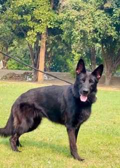 black German shepherd 03234696626 0