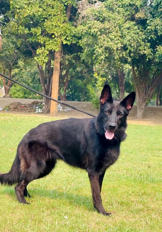 black German shepherd 03234696626 1