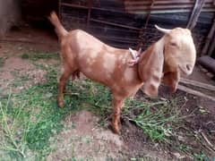 Bakri For sale 0