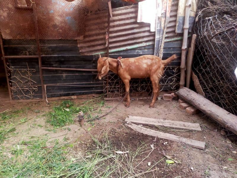 Bakri For sale 1