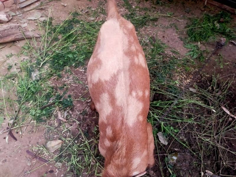 Bakri For sale 2