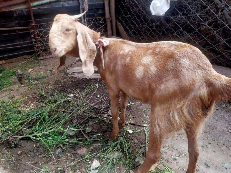 Bakri For sale 3