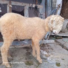 Bakra for Sale