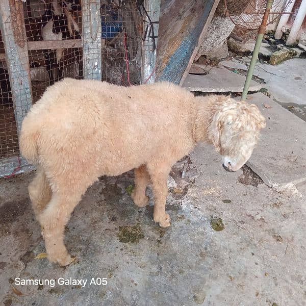 Bakra for Sale 5