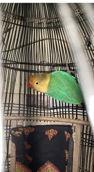 parblue opaline fischer lovebird for sale 0