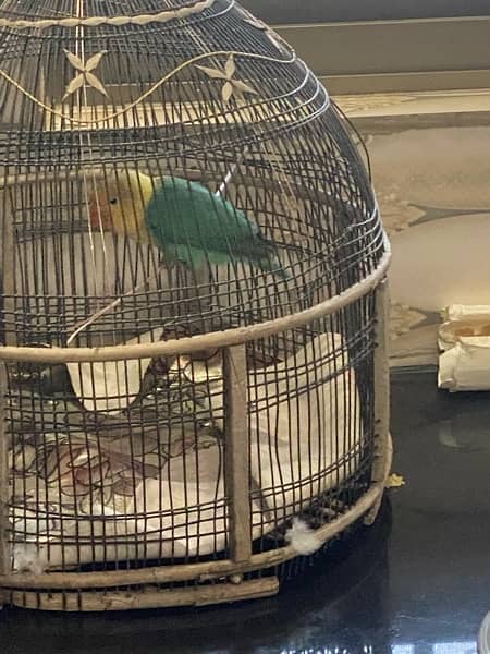 parblue opaline fischer lovebird for sale 1