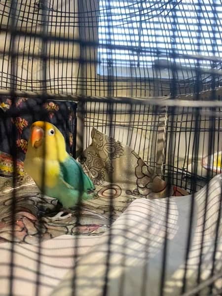 parblue opaline fischer lovebird for sale 2