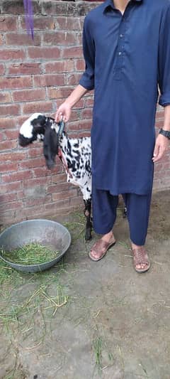 bakri or ek bacha male h age 5 months